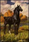 The Horse Country Ring