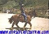 www.horseplaycentral.com